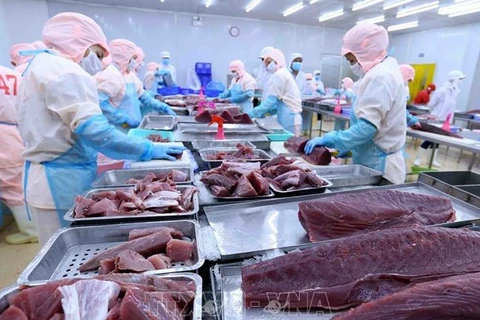 越南金枪鱼出口有望在通货膨胀危机中飙升