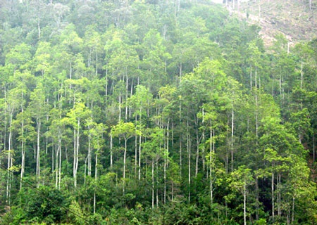 广宁省许多企业协助农民开展乔木林造林工作