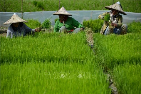 印度尼西亚制定应对全球粮食危机战略
