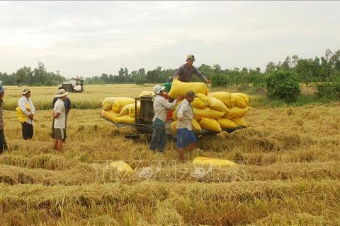 红河三角洲大力扩大优质稻米生产面积