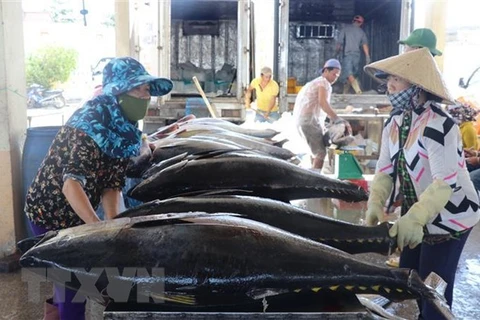 越南对比利时的金枪鱼出口额保持高增态势 