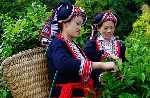 着力增强越南少数民族妇女的经济权能