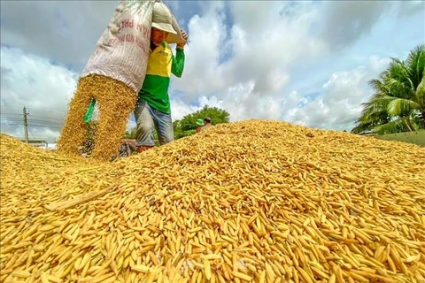 1万户农民从水稻价值链项目中获益