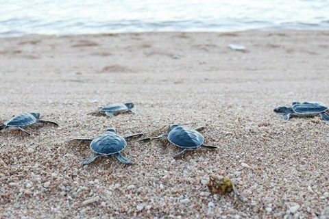 越南昆岛国家公园将近12万只小海龟放回大海