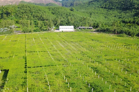 乂安西部发展森林药材产业 助力脱贫攻坚