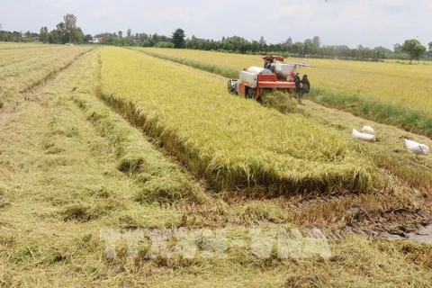 安江省扩大日本稻米种植面积 加大对欧出口力度