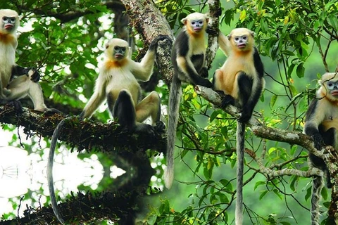 增强民众对河江省金丝猴的保护意识