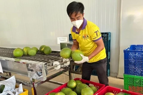 槟椥省即将向美国出口第一批绿皮柚子