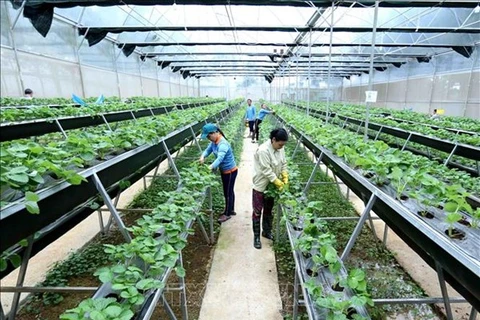 越南绿色创业未来可期 