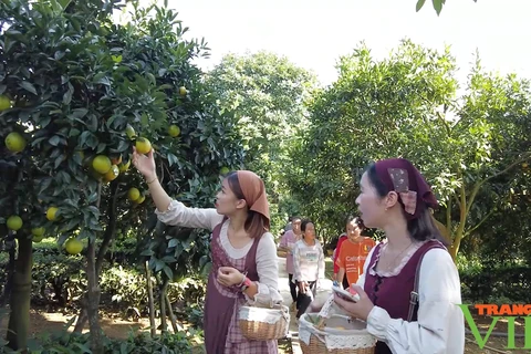 木州高原推进农旅融合 让小橙子出大经济
