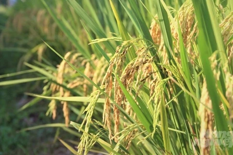 越南与国际水稻研究所加强合作 努力取得新成果