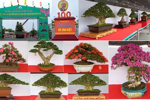越南南部花卉盆景展暨盆景制作比赛在永隆省举行