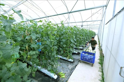北江省向农业生产大力推动科技成就应用