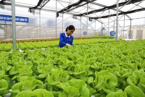 加大外商对越南农业的投资力度