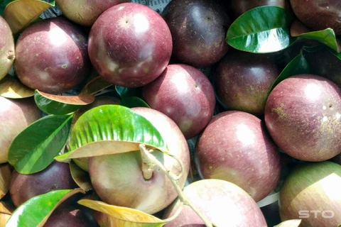 朔庄省紫色星苹果出口美国市场
