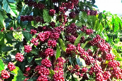 泰国加大咖啡的种植力度 满足亚洲快速增长的需求