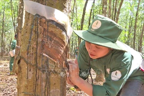 越南在老挝橡胶企业注重当地社会保障工作