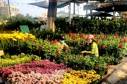越南得乐省花卉市场“年味”浓