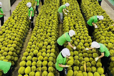 2023年越南农产品出口前景广阔