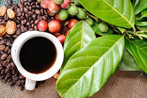邦美蜀咖啡节：世界咖啡的目的地