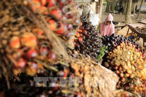 印度尼西亚与马来西亚合作保护棕榈油领域的利益