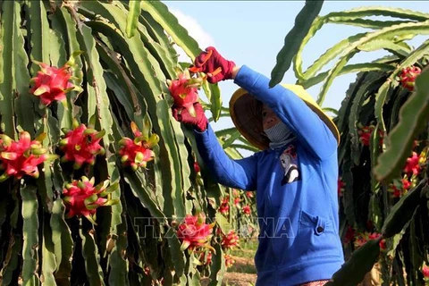 越南工贸部部长阮鸿延建议印度为越南各种农产品和新鲜水果敞开大门