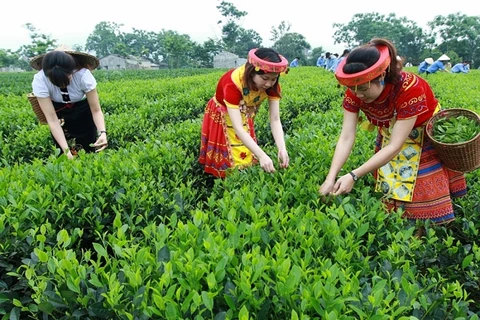 美国增加对越南的茶叶进口力度