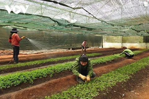 昆嵩省各个乡村积极应用科技于农业生产
