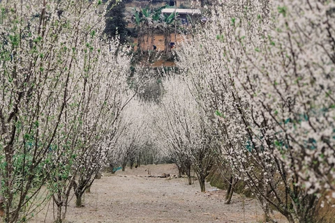 北河高原花季正值 纯白李花开满枝头