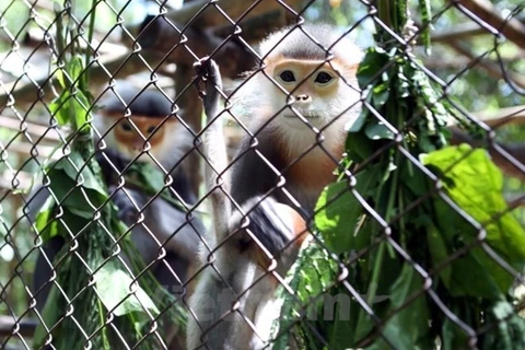 美国协助越南加强生物多样性保护工作