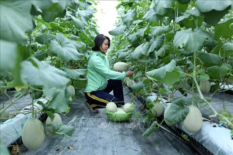 北江省加速农业领域科技应用力度以提高农业产值
