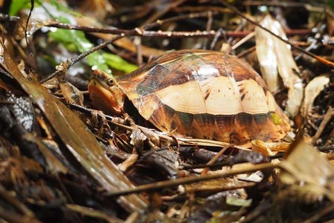 清化省春连自然保护区努力做好珍稀名贵龟种保护工作