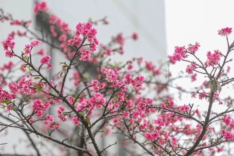 越日建交50周年：河内市接受由日本赠送的110棵樱花树