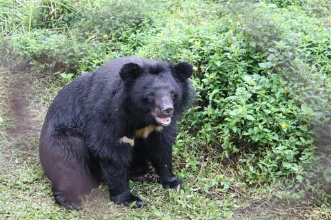 宁平省发展与大熊保护工作相结合的旅游类型