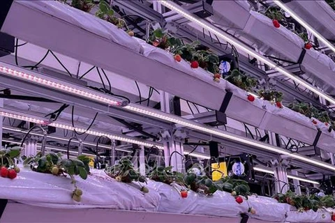 马来西亚和泰国应用新加坡技术种植高产草莓