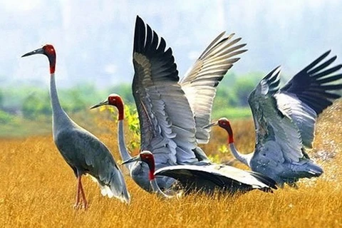同塔省积极保护和发展赤颈鹤