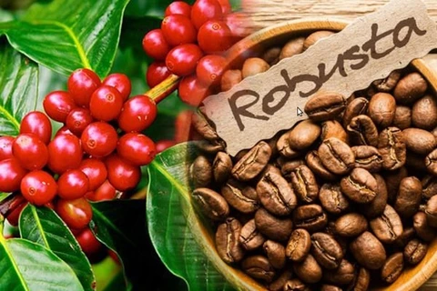 越南咖啡价格再创新高