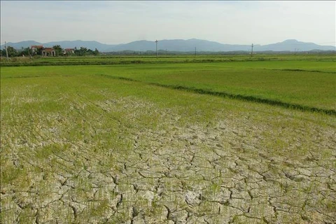 越南北部山区约1100公顷农作物面临干旱风险