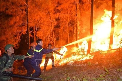 越南政府总理发文指示加强森林防火应急措施