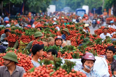 越南力争将荔枝销往美国市场