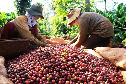 越南积极促进国内咖啡市场的发展