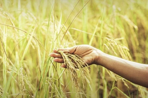 因受厄尔尼诺现象的影响 泰国大米产量可下降6%