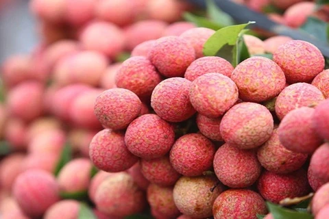 越南正式向英国出口第一批早熟荔枝