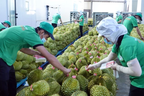 越南榴莲和椰子出口额均将突破10亿美元大关