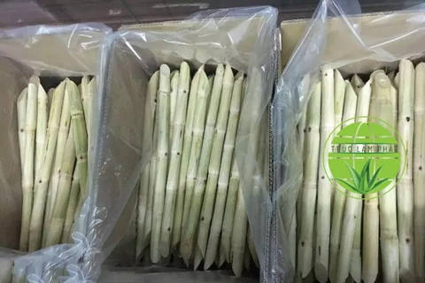 越南和平省向美国出口第二批新鲜甘蔗