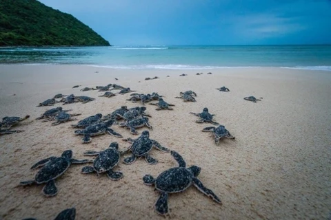 越南自然教育中心推出新宣传片 呼吁保护海龟