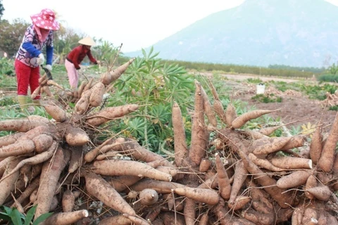 越南木薯产业设定2028年出口额20亿美元的目标