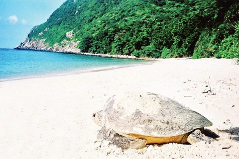 昆岛是越南及地区乃至世界重要的海龟保护区