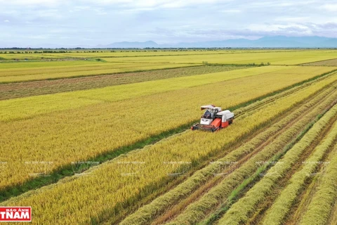  越南农业从EVFTA 获益匪浅 