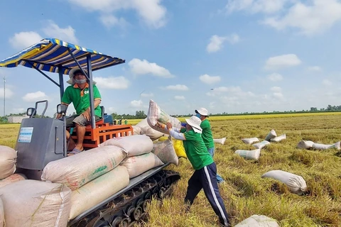越南农业与农村发展部部长：2023年充分满足国内和出口大米需求